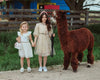 Lola + The Boys Dress Gold and White Unicorn Ruffle Sleeve Dress